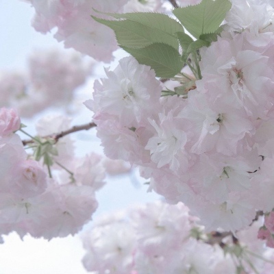 德昌FurryQQ群介绍